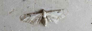 Attēlu rezultāti vaicājumam “Eupithecia centaureata”