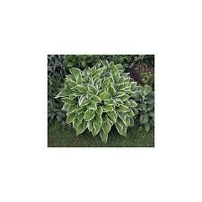 Image result for Hosta fortunei albomarginata