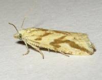 Attēlu rezultāti vaicājumam “Thiodia citrana”