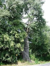 Attēlu rezultāti vaicājumam “Populus alba”