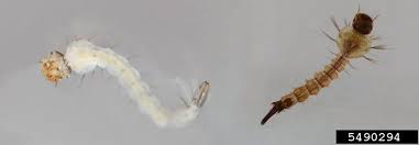 Attēlu rezultāti vaicājumam “Orthosia sp. larva”