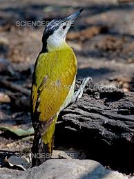 Attēlu rezultāti vaicājumam “Picus canus female”