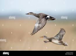 Attēlu rezultāti vaicājumam “Anas strepera female”