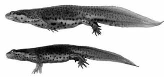 Attēlu rezultāti vaicājumam “Triturus vulgaris”