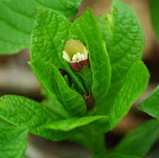 Attēlu rezultāti vaicājumam “Scopolia carniolica flower”