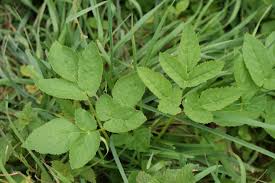 Attēlu rezultāti vaicājumam “Aegopodium podagraria leaf”