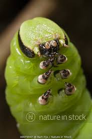 Attēlu rezultāti vaicājumam “Sphinx ligustri larva”