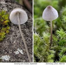 Attēlu rezultāti vaicājumam “Mycena filopes”