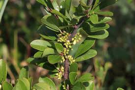 Attēlu rezultāti vaicājumam “Lycogala botrydium sessile”