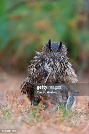 Attēlu rezultāti vaicājumam “Bubo bubo adult”