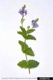Image result for Veronica chamaedrys