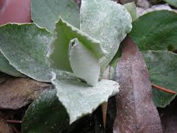 Attēlu rezultāti vaicājumam “Primula farinosa leaf”