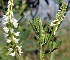 Attēlu rezultāti vaicājumam “Melilotus”