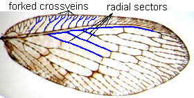 Attēlu rezultāti vaicājumam “Hemerobiidae”