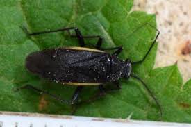 Attēlu rezultāti vaicājumam “Capsodes gothicus”