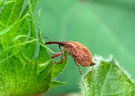 Attēlu rezultāti vaicājumam “Anthonomus phyllocola”