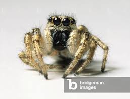 Attēlu rezultāti vaicājumam “Salticus sp.”