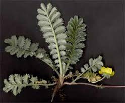 Image result for Potentilla anserina