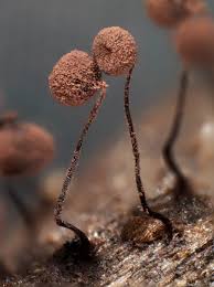 Attēlu rezultāti vaicājumam “Cribraria cancellata”