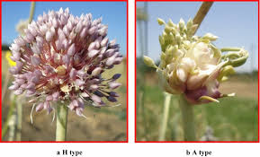 Attēlu rezultāti vaicājumam “Allium sativum bud”