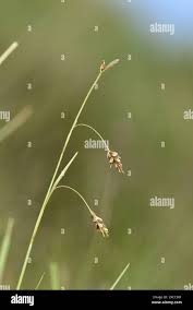 Attēlu rezultāti vaicājumam “Carex capillaris”