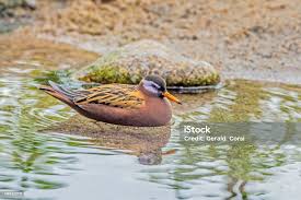 Attēlu rezultāti vaicājumam “Phalaropus fulicarius”