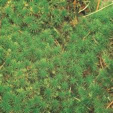 Attēlu rezultāti vaicājumam “Polytrichum juniperinum”