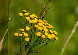 Attēlu rezultāti vaicājumam “Tanacetum vulgare flower”