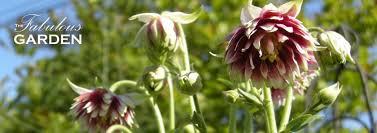 Attēlu rezultāti vaicājumam “Aquilegia vulgaris bud”