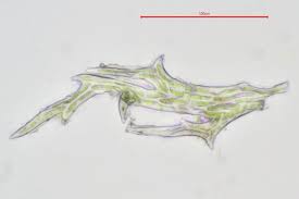 Attēlu rezultāti vaicājumam “Hylocomiastrum umbratum”