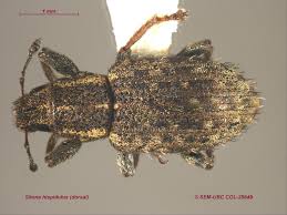 Attēlu rezultāti vaicājumam “Sitona sp.”