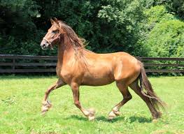 Image result for chestnut friesian