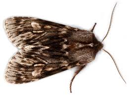 Attēlu rezultāti vaicājumam “Brachionycha nubeculosa”