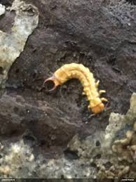 Attēlu rezultāti vaicājumam “Schizotus pectinicornis larva”