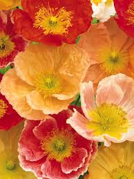 Attēlu rezultāti vaicājumam “Populus x petrowskyana flower”