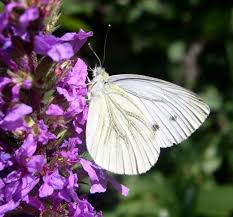 Attēlu rezultāti vaicājumam “Pieris napi”