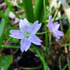 Attēlu rezultāti vaicājumam “Claytonia sibirica”