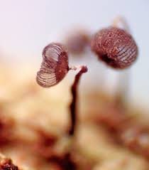 Attēlu rezultāti vaicājumam “Cribraria macrocarpa young”