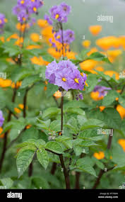 Attēlu rezultāti vaicājumam “Solanum tuberosum flower”