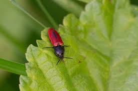 Attēlu rezultāti vaicājumam “Ampedus sanguinolentus”