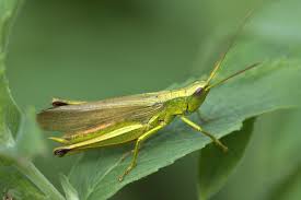 Attēlu rezultāti vaicājumam “Chrysochraon dispar”