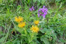Attēlu rezultāti vaicājumam “Inula salicina leaf”