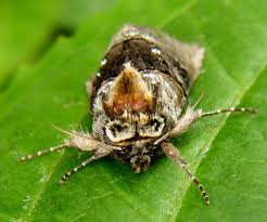 Attēlu rezultāti vaicājumam “Abrostola tripartita”