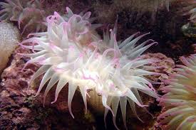 Attēlu rezultāti vaicājumam “Urocystis anemones”