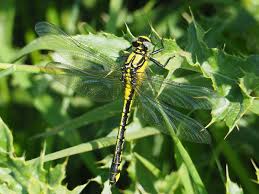 Attēlu rezultāti vaicājumam “Gomphus vulgatissimus”