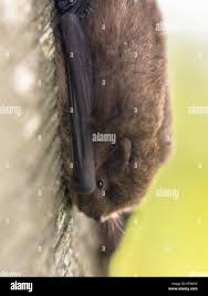 Attēlu rezultāti vaicājumam “Pipistrellus nathusii”