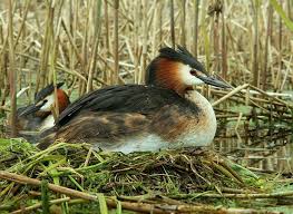 Attēlu rezultāti vaicājumam “Podiceps cristatus nest”