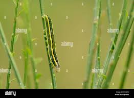 Attēlu rezultāti vaicājumam “Ceramica pisi larva”
