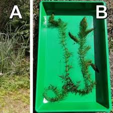 Attēlu rezultāti vaicājumam “Ceratophyllum submersum”