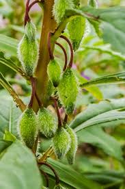 Attēlu rezultāti vaicājumam “Cardamine impatiens fruit”